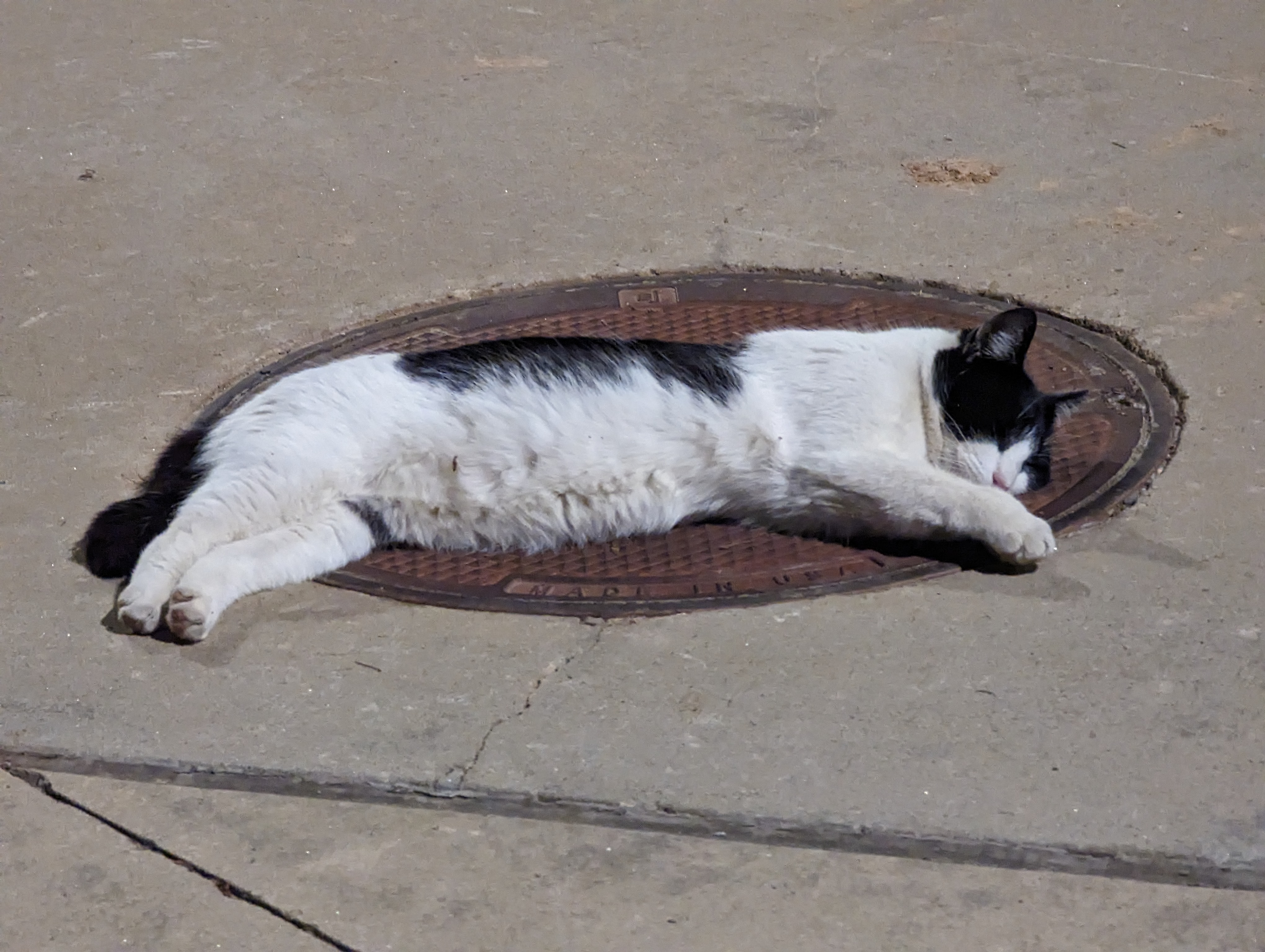 Yellow Jacket Invitational